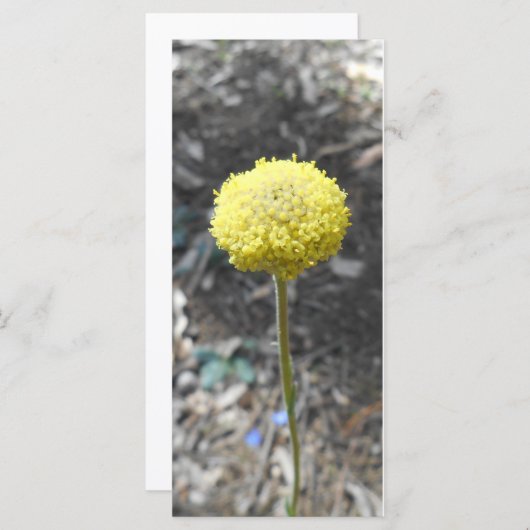 Solar Punk bedankkaart (Voorkant / Achterkant)