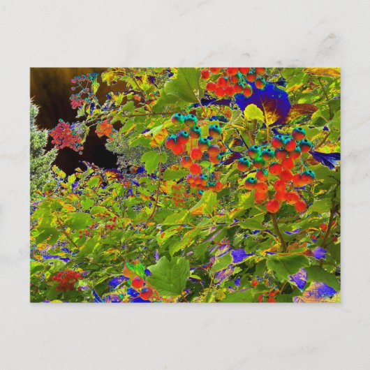 Solarized Red Berries, Mark Edward Westerfield Briefkaart (Voorkant)