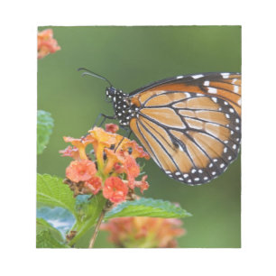 Soldier (Danaus eresimus) vlinder voedend Notitieblok
