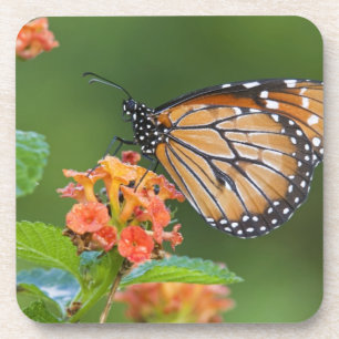 Soldier (Danaus eresimus) vlinder voedt zich Bier Onderzetter