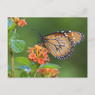Soldier (Danaus eresimus) vlinder voedt zich Briefkaart
