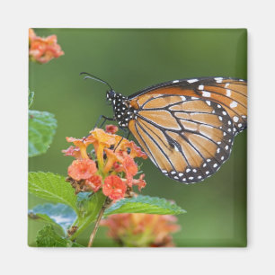 Soldier (Danaus eresimus) vlinder voedt zich Magneet