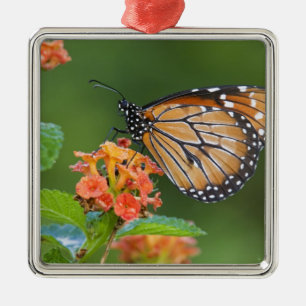 Soldier (Danaus eresimus) vlinder voedt zich Metalen Ornament