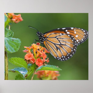 Soldier (Danaus eresimus) vlinder voedt zich Poster