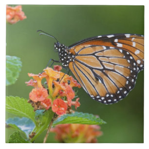 Soldier (Danaus eresimus) vlinder voedt zich Tegeltje