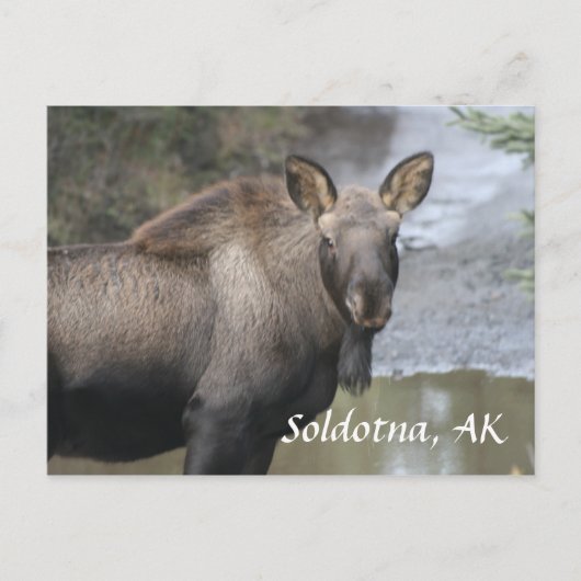 , Soldotna, AK Briefkaart (Voorkant)