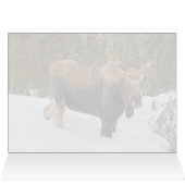 Soldotna Moose - 5" x 7" Art Kaart (Binnen Horizontaal (Boven))