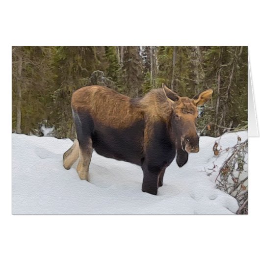 Soldotna Moose - 5" x 7" Art Kaart (Voorkant Horizontaal)