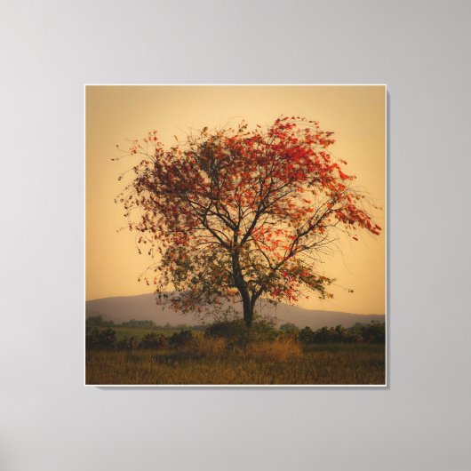 Solitaire herfstboom bij zonsondergang canvas afdruk (Voorkant)