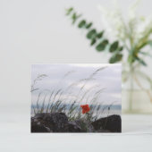 Solitaire klaproos, Lindisfarne, Engeland - Briefk Briefkaart (Staand voorkant)