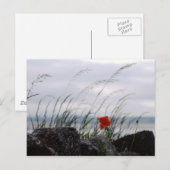 Solitaire klaproos, Lindisfarne, Engeland - Briefk Briefkaart (Voorkant / Achterkant)