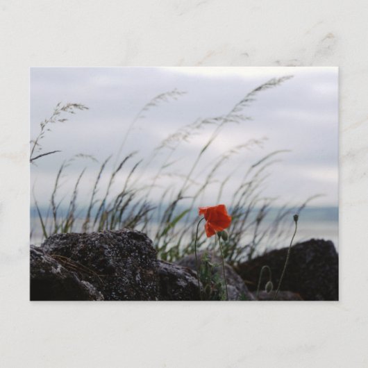 Solitaire klaproos, Lindisfarne, Engeland - Briefk Briefkaart (Voorkant)