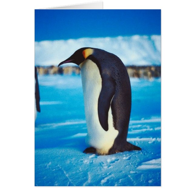 Solitaire pinguïn (Voorkant)