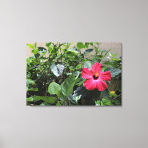 Solitaire Red Hibiscus Print