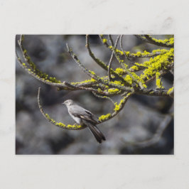 Solitaire Townsend Briefkaart