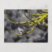 Solitaire Townsend Briefkaart (Voorkant)