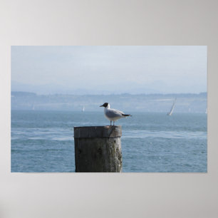 Solitaire zeemeeuw op een post poster