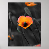 Solitary Bloom in Monochrome Poster (Voorkant)