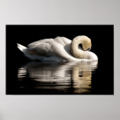 Solitary Swan Poster (Voorkant)