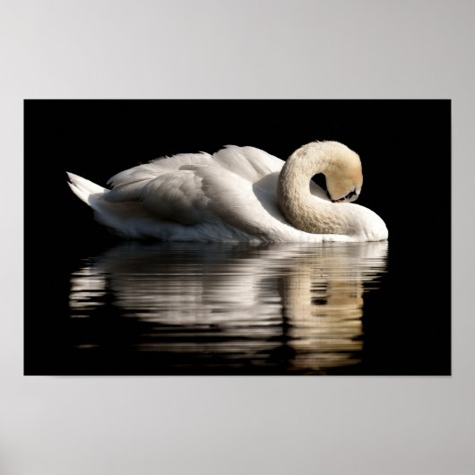 Solitary Swan Poster (Voorkant)