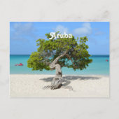 Solo Divi-boom in Aruba Briefkaart (Voorkant)