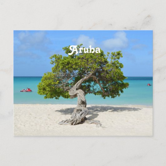 Solo Divi-boom in Aruba Briefkaart (Voorkant)