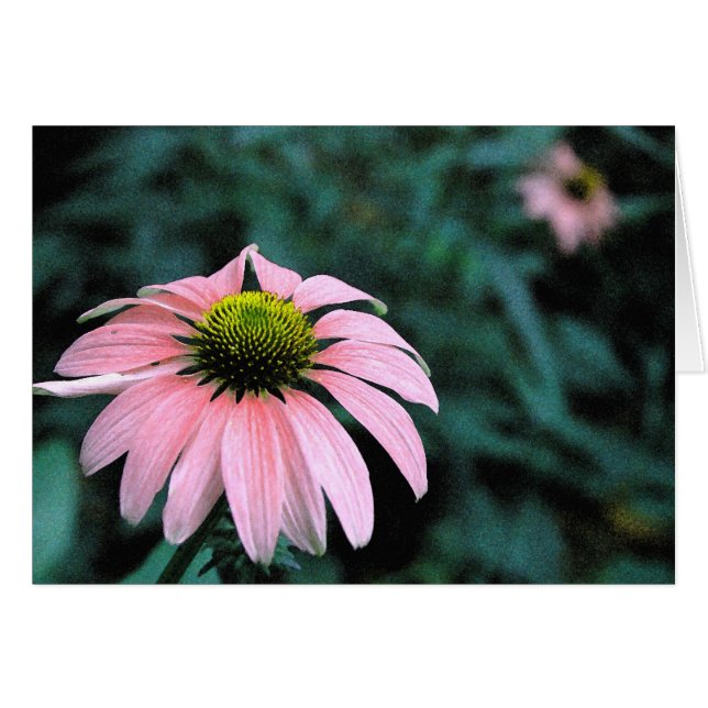 Solo Echinacea (Voorkant Horizontaal)