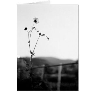 Solo Flower