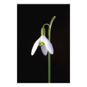 Solo Perfection Foto Afdruk (Voorkant)