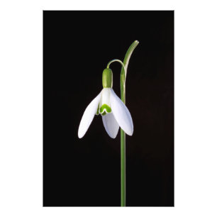 Solo Perfection Foto Afdruk