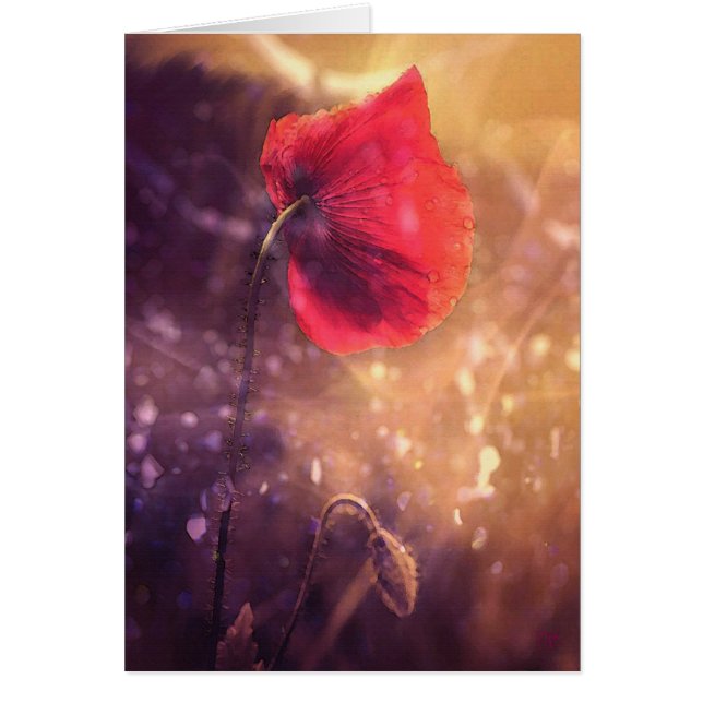 Solo Poppy Early Morning-kaarten (Voorkant)