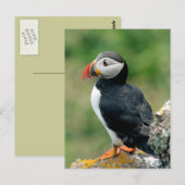 Solo Puffin Briefkaart (Voorkant / Achterkant)