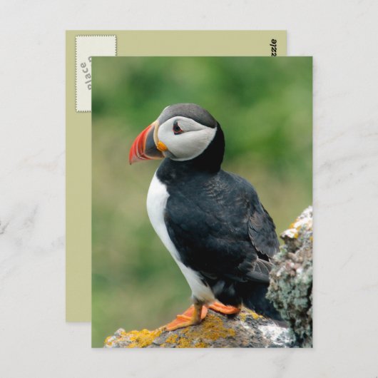 Solo Puffin Briefkaart (Voorkant / Achterkant)