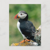 Solo Puffin Briefkaart (Voorkant)