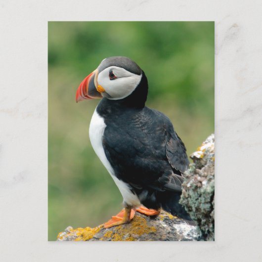 Solo Puffin Briefkaart (Voorkant)