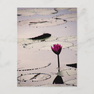 Solo-tus   Cambodja Briefkaart