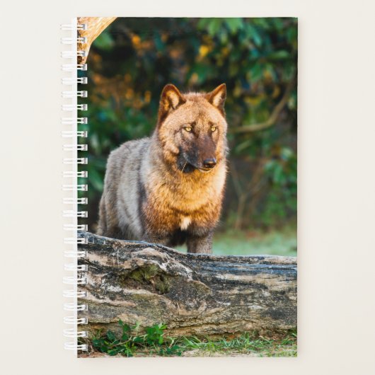 Solo Wolf Planner (Voorkant)