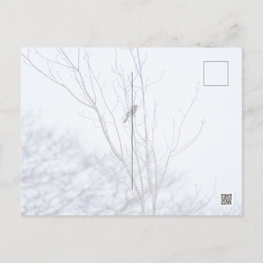 Soloïst Briefkaart (Achterkant)