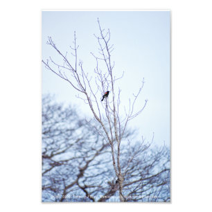 Soloïst Foto Afdruk