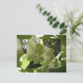 solomonenzegel briefkaart (Staand voorkant)