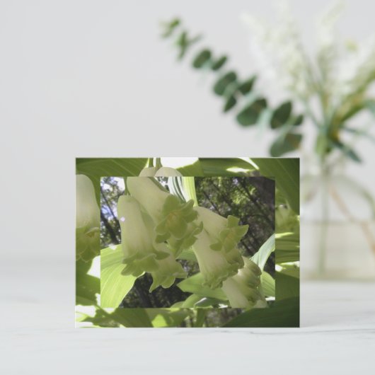 solomonenzegel briefkaart (Staand voorkant)