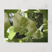 solomonenzegel briefkaart (Voorkant)