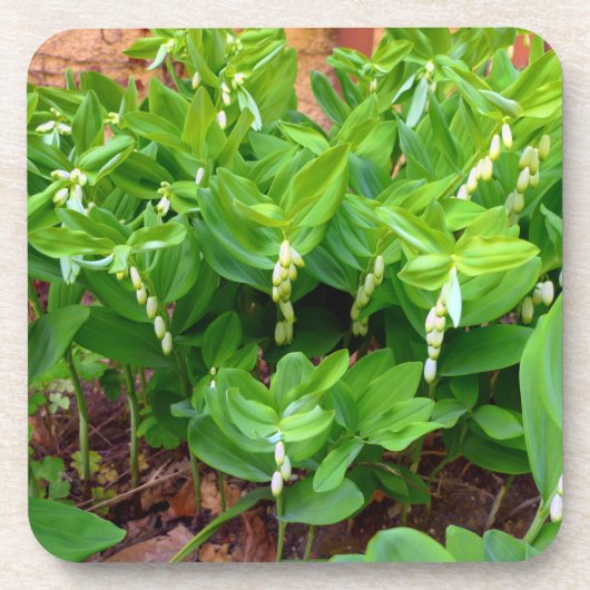 Solomons Seal Bier Onderzetter (Voorkant)