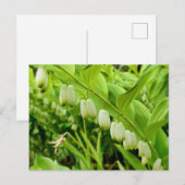 Solomons Seal Briefkaart (Voorkant / Achterkant)