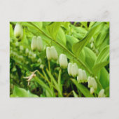 Solomons Seal Briefkaart (Voorkant)