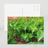 Solomons Seal Briefkaart (Voorkant / Achterkant)