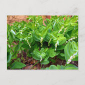 Solomons Seal Briefkaart (Voorkant)