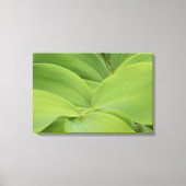 Solomons Seal Canvas Afdruk (Voorkant)