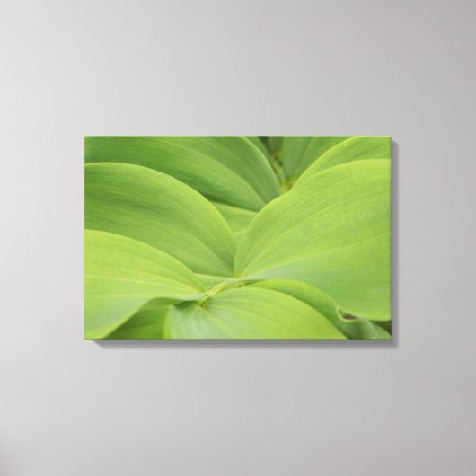 Solomons Seal Canvas Afdruk (Voorkant)