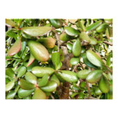 Solomons Seal Foto Afdruk (Voorkant)